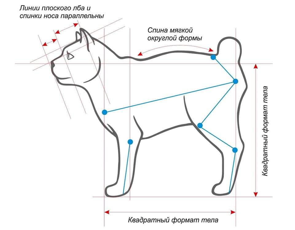Стандарт породы