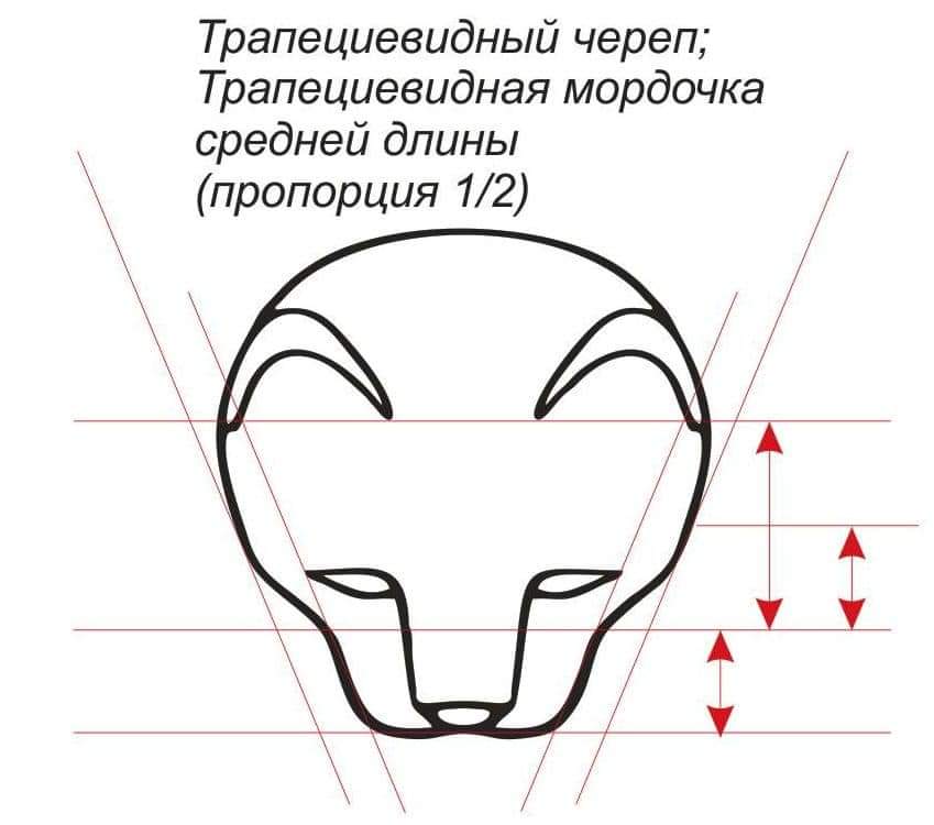 Стандарт породы