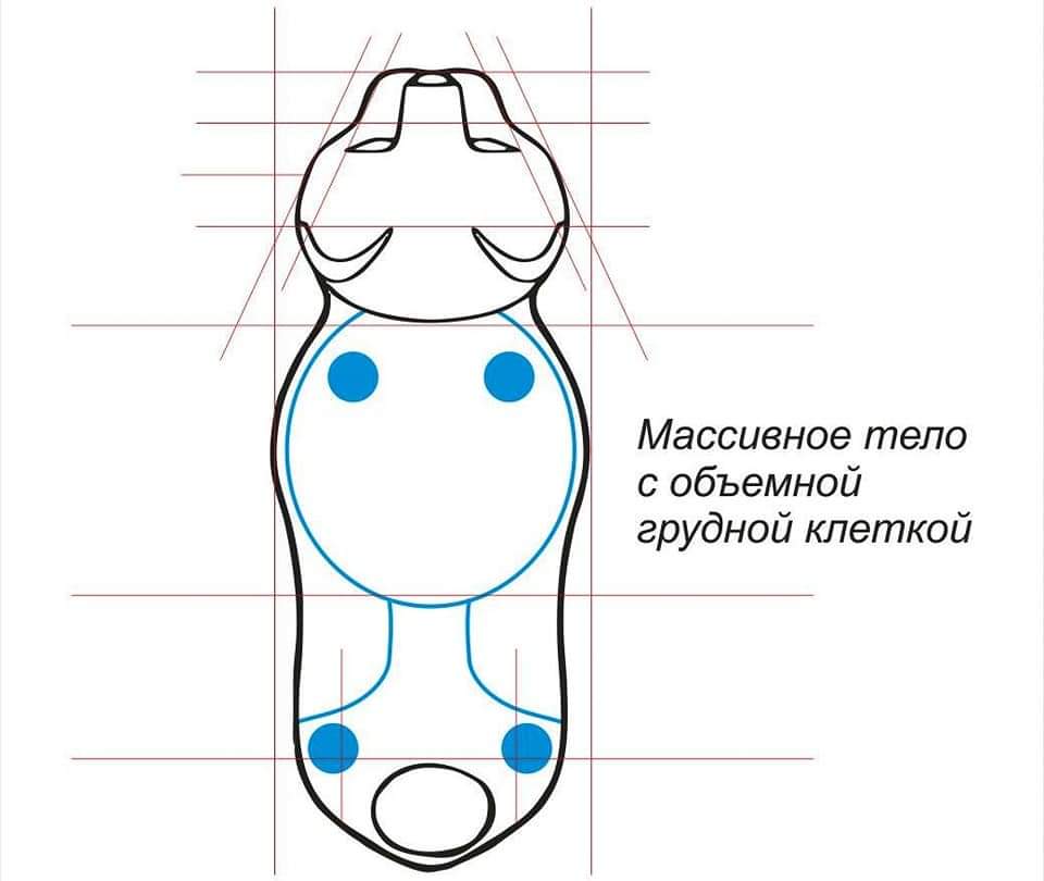 Стандарт породы